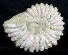 Bumpy / Inch Douvilleiceras Ammonite #3648-1